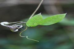 Ceropegia elegans